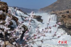 陕西黄河壶口瀑布迎来“桃花汛” 十里龙槽再现壮美春景