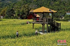 福建福州:市民油菜花田踏春赏花